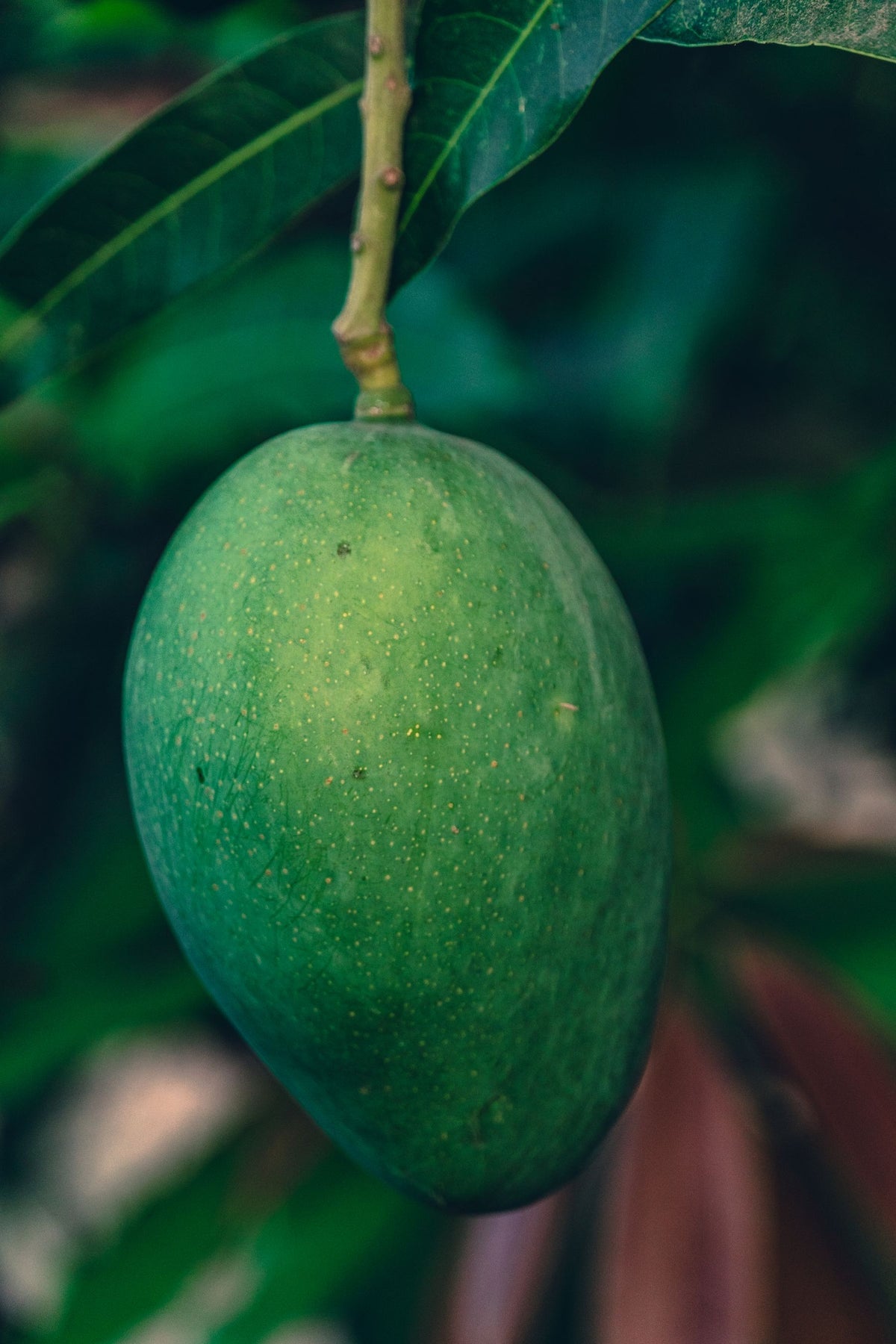 Ek hara mango phal ped ki daali par latka hua, paas se (generic mango — cultivar-specific photo nahi mila)