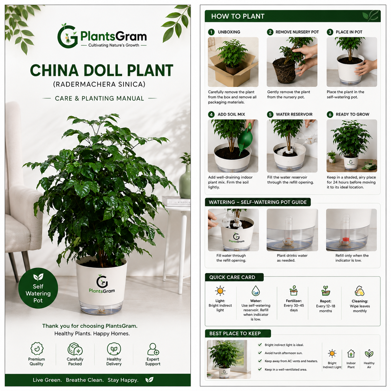 China Doll Plant (Radermachera sinica) - Live Indoor Air Purifying Plant | PlantsGram
