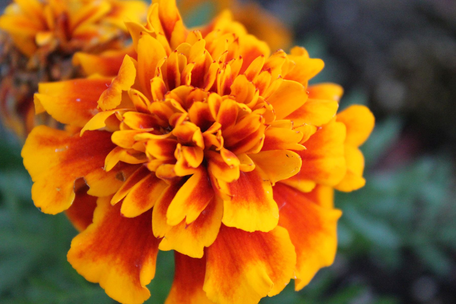 Marigold (Tagetes) ka double-bloom orange-yellow-maroon phool — 3-colour varieties collection ke liye representative shot