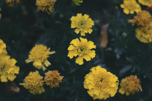 Yellow marigold (genda) ke khile hue phool close-up mein — genus/species-level match, exact dwarf-African cultivar guarantee nahi