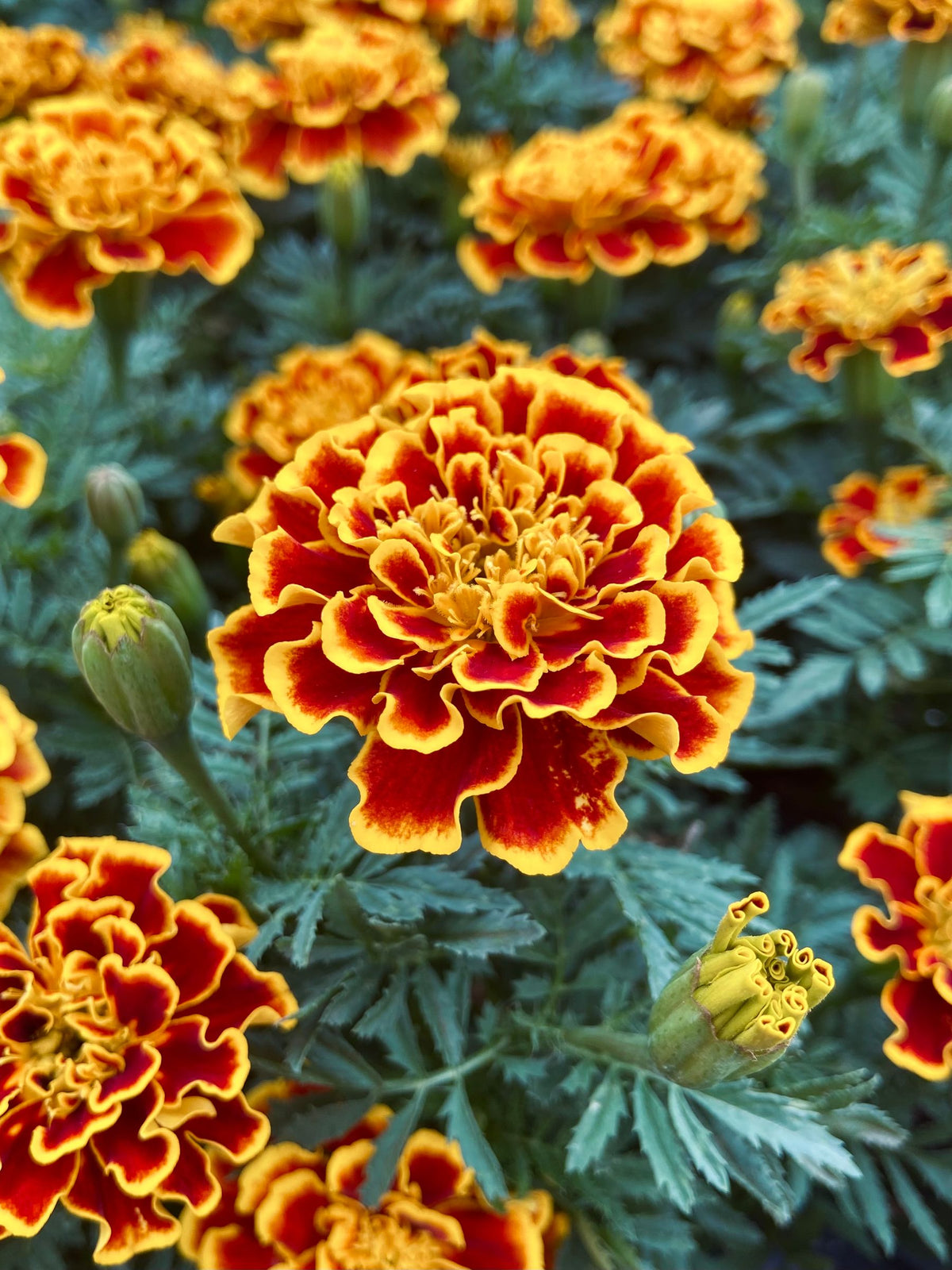 Orange-red double-layer marigold (genda) phool, ghane hare patton ke beech close-up