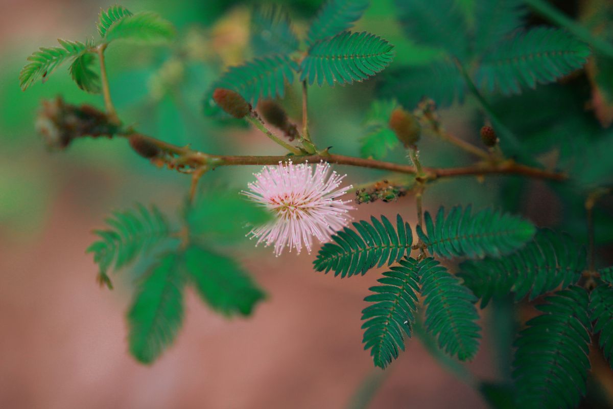Mimosa pudica (Chui Mui) — fern jaisi hari patti ke beech ek fluffy pink pompom flower, close-up macro shot.