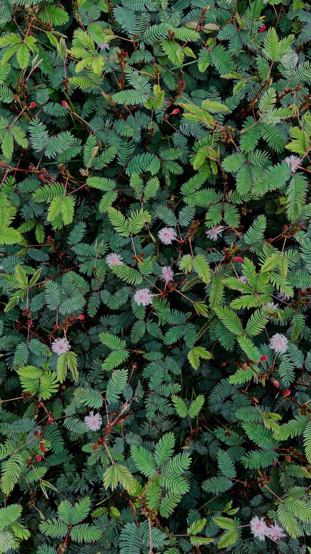 Mimosa pudica ka top-down view — dense fern-like green foliage carpet, bikhre hue chote pink aur maroon-red pompom phool ke saath.