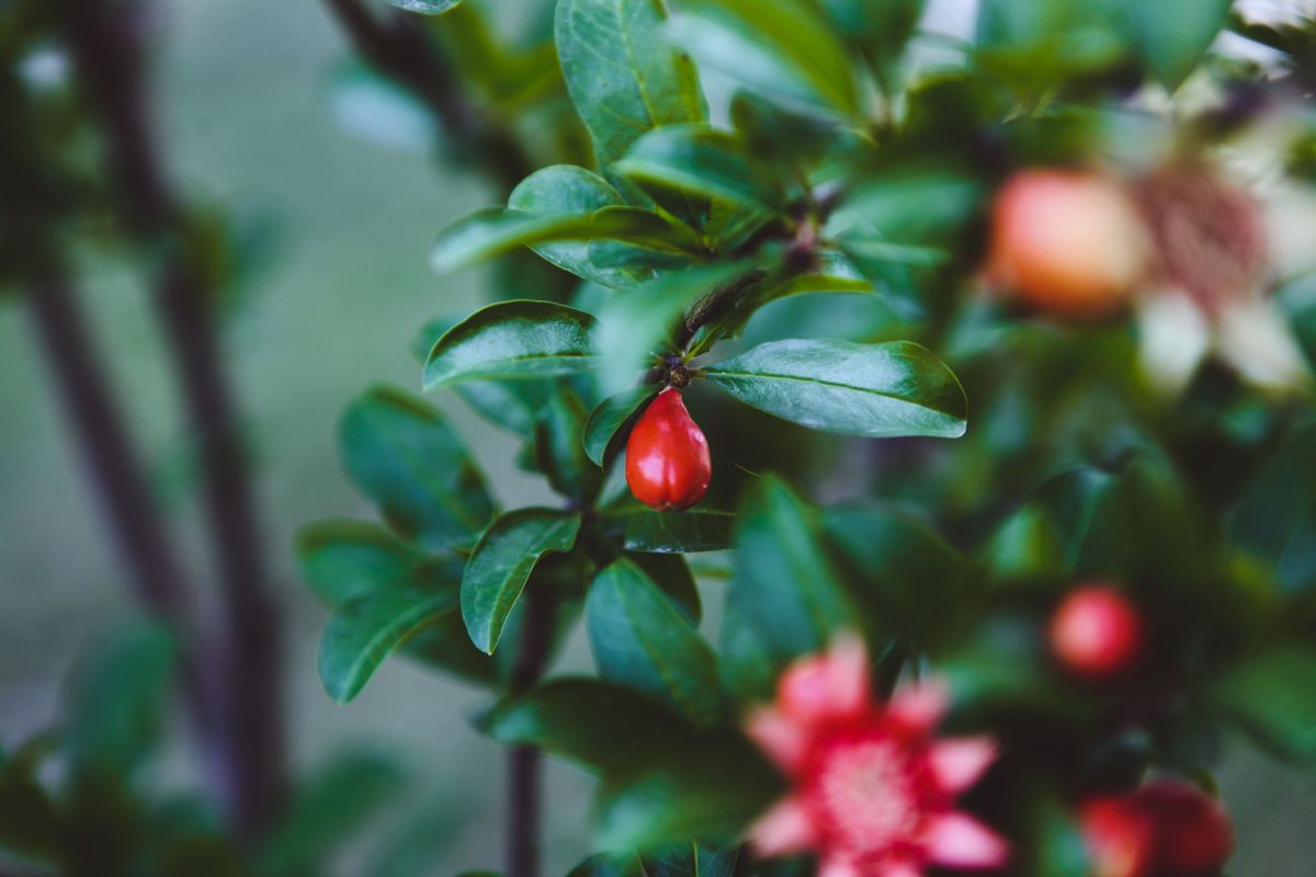 Miracle fruit (Synsepalum dulcificum) ka chhota oval laal berry hari pattiyon ke beech daal par