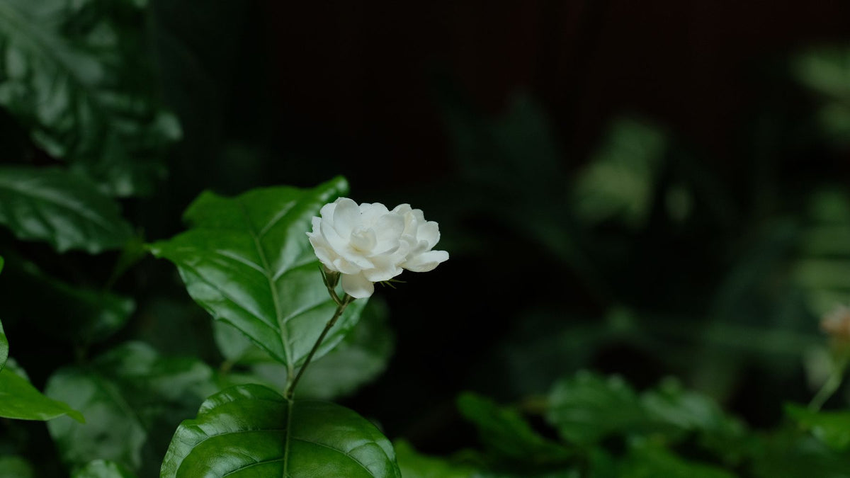 Safed double-petal mogra ka phool, chamakdaar hare patton ke saath, dark background me