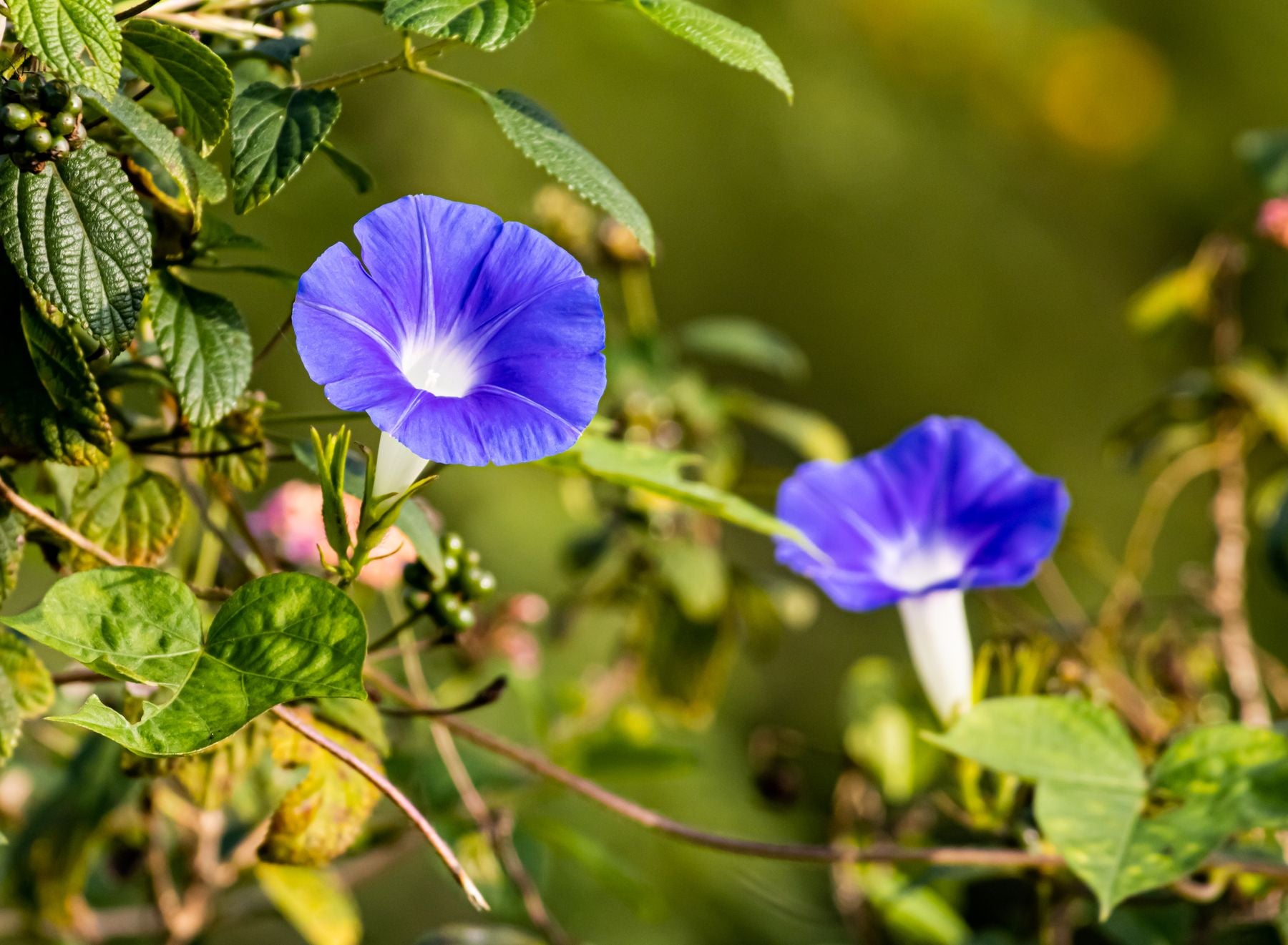 Do gehre purple morning glory phool, white throat ke saath, hari patti ke beech khile hue