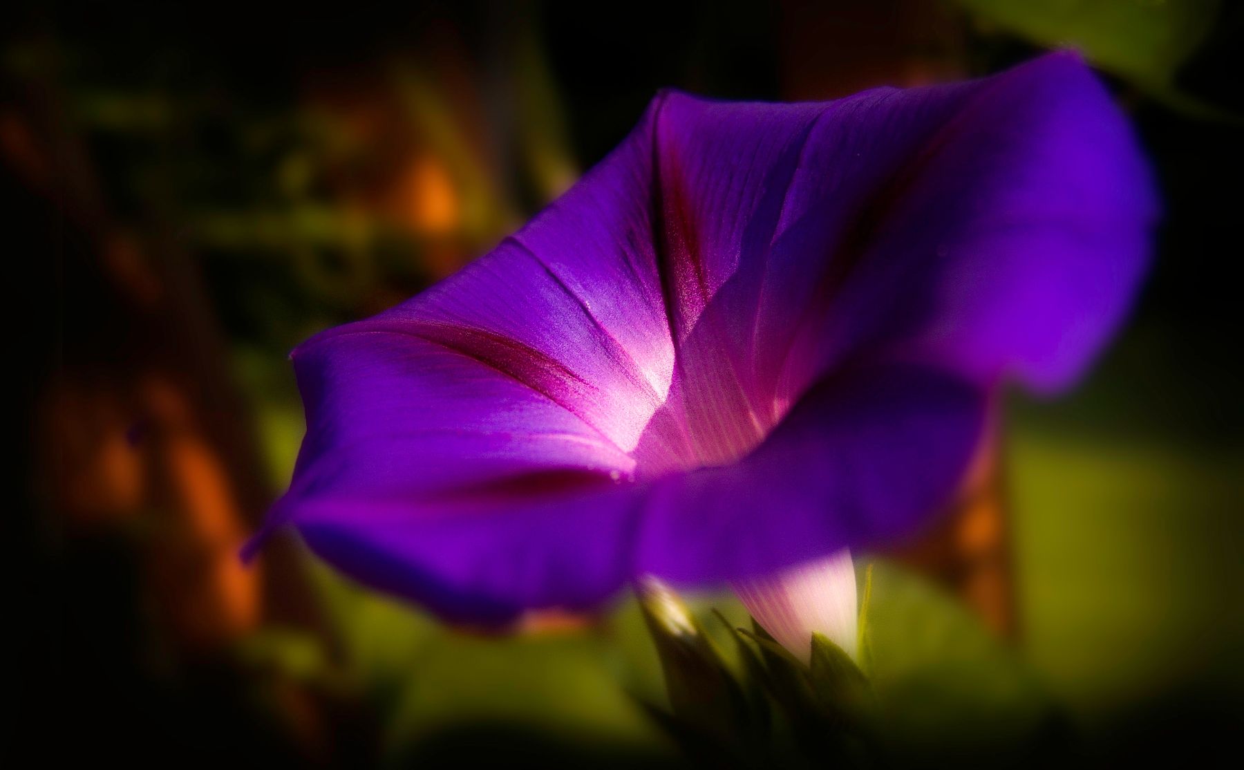 Purple-magenta morning glory phool close-up, dramatic lighting mein
