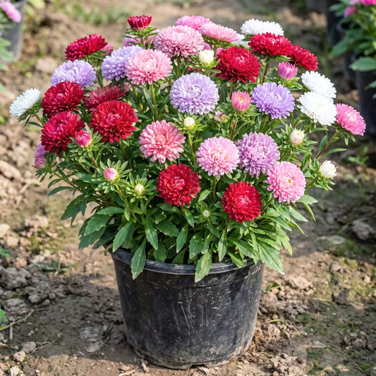 Aster Princess Mixed Flower Seeds