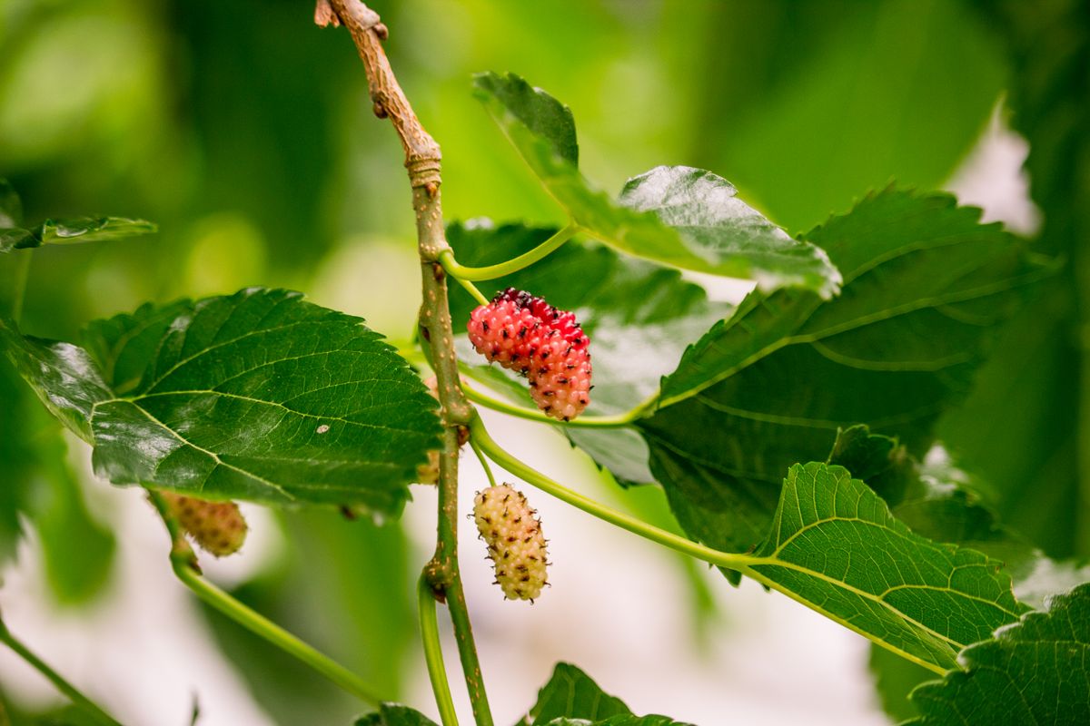 Shehtoot (mulberry) ke ripe red aur unripe white berries daal (branch) par, hari pattiyon ke beech