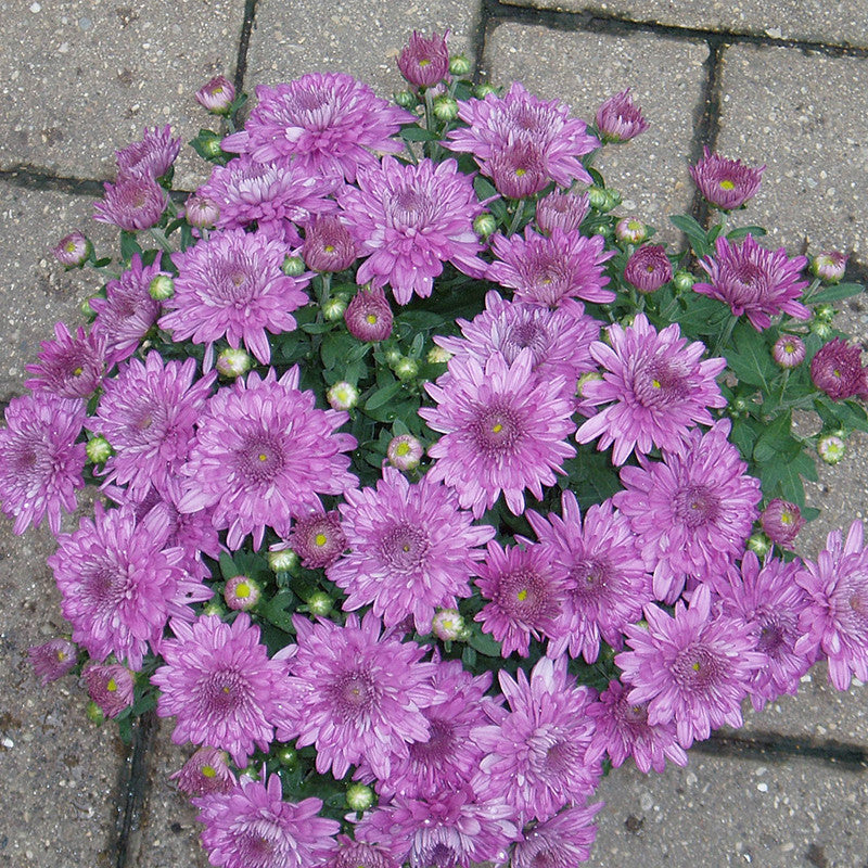 Purple chrysanthemum flowers in bloom