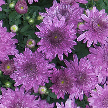 Purple chrysanthemum plant with multiple blooms