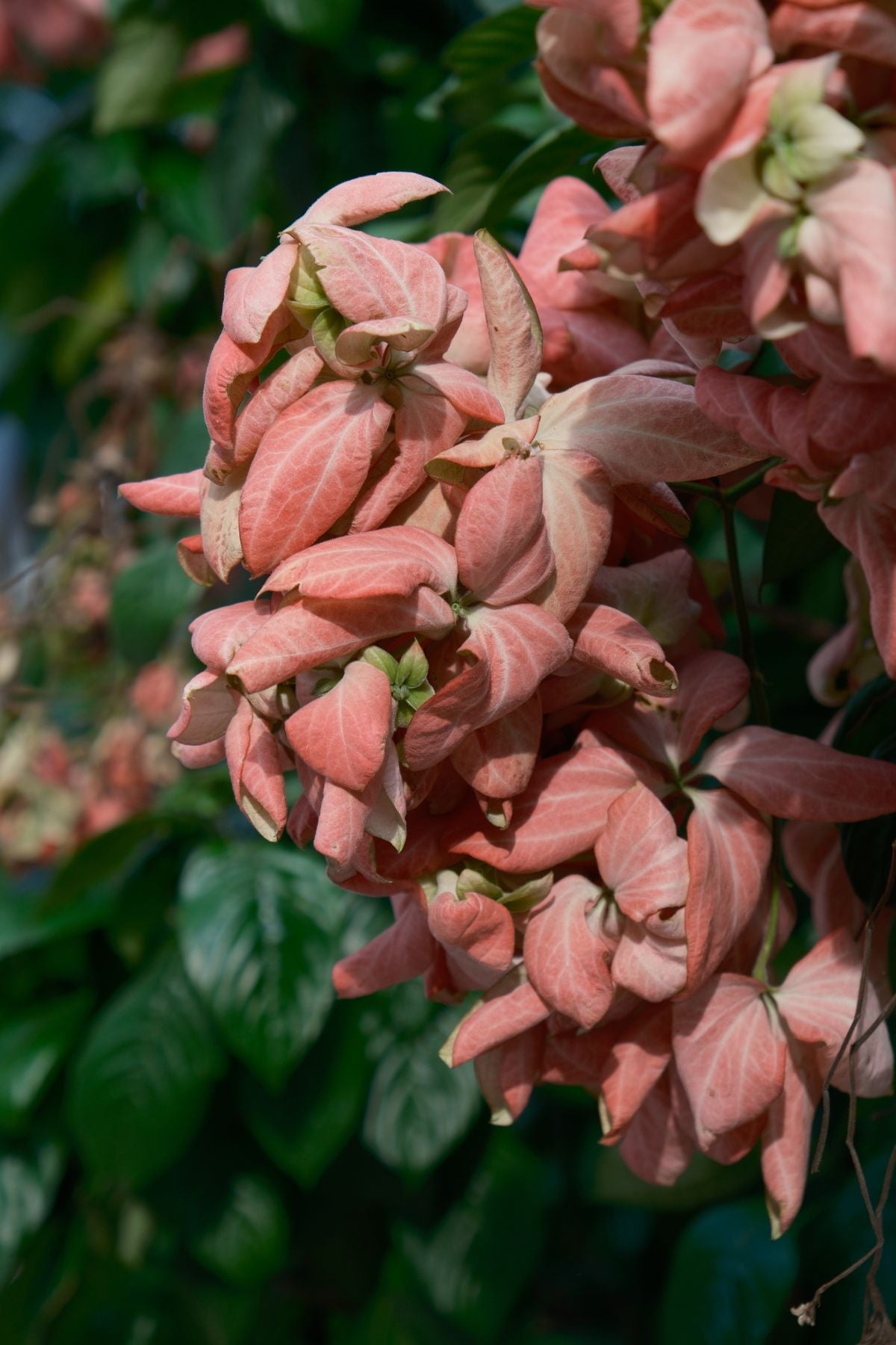 Mussaenda ke soft peach-pink bracts ka close-up, hari pattiyon ke beech