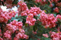 Mussaenda ke pink bracts ka bada cluster, beech mein chhote peele-safed asli phool dikhte hain