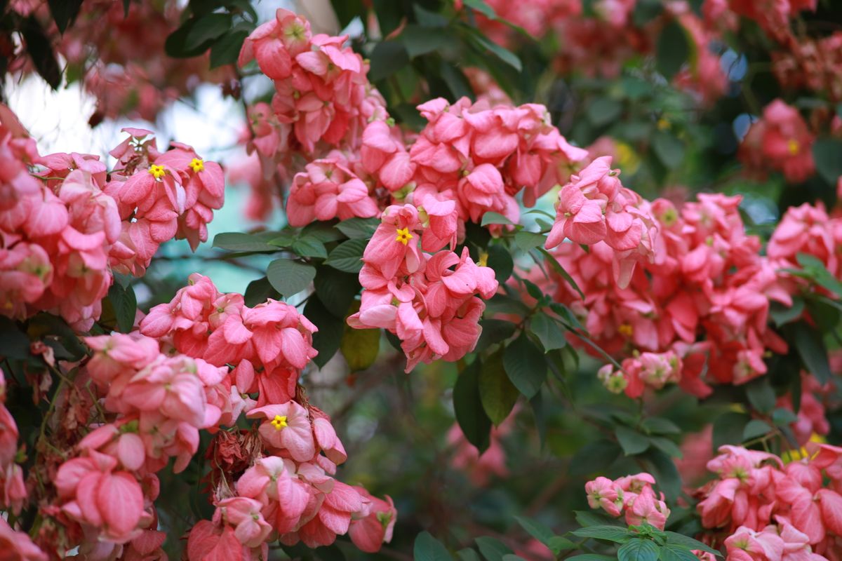 Mussaenda ke pink bracts ka bada cluster, beech mein chhote peele-safed asli phool dikhte hain