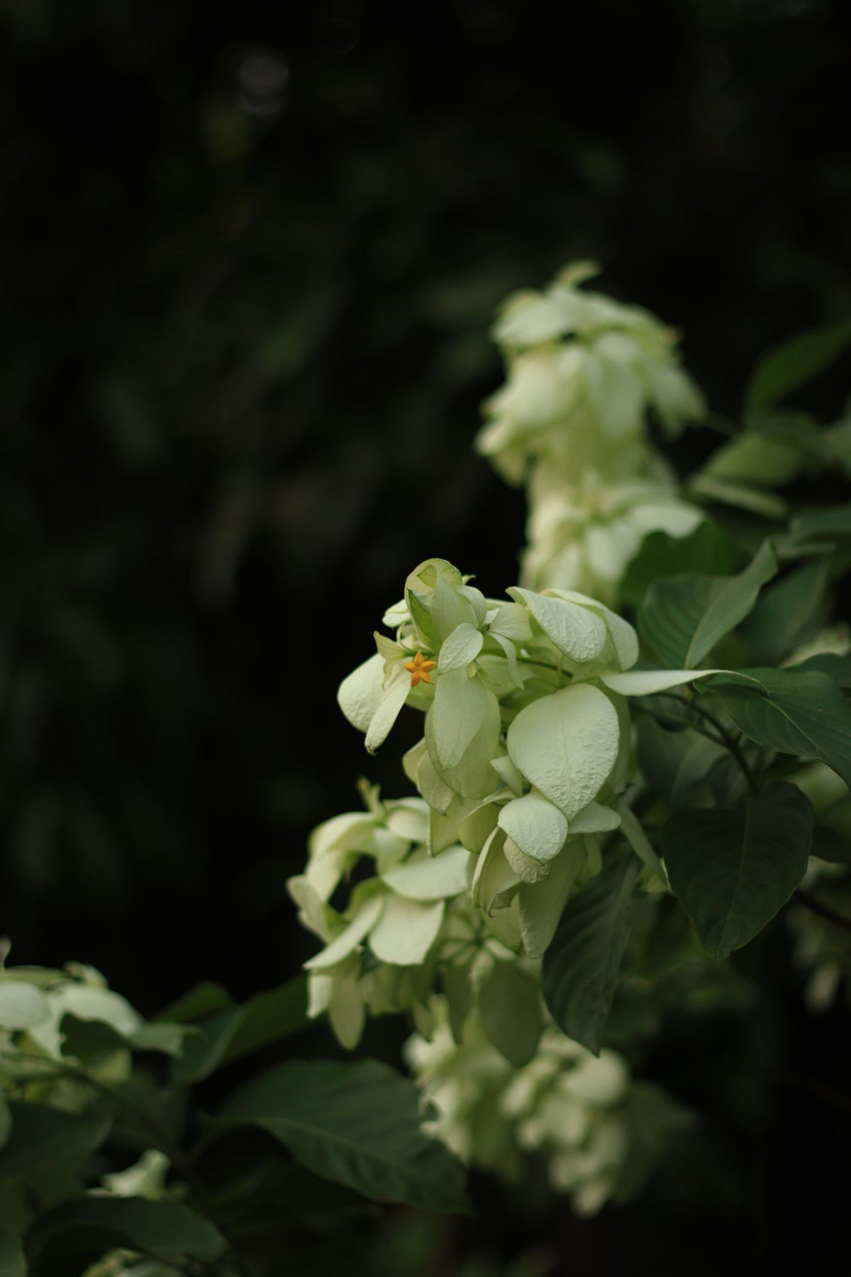 Mussaenda ke bade creamy-white bracts, beech mein chhota orange asli phool
