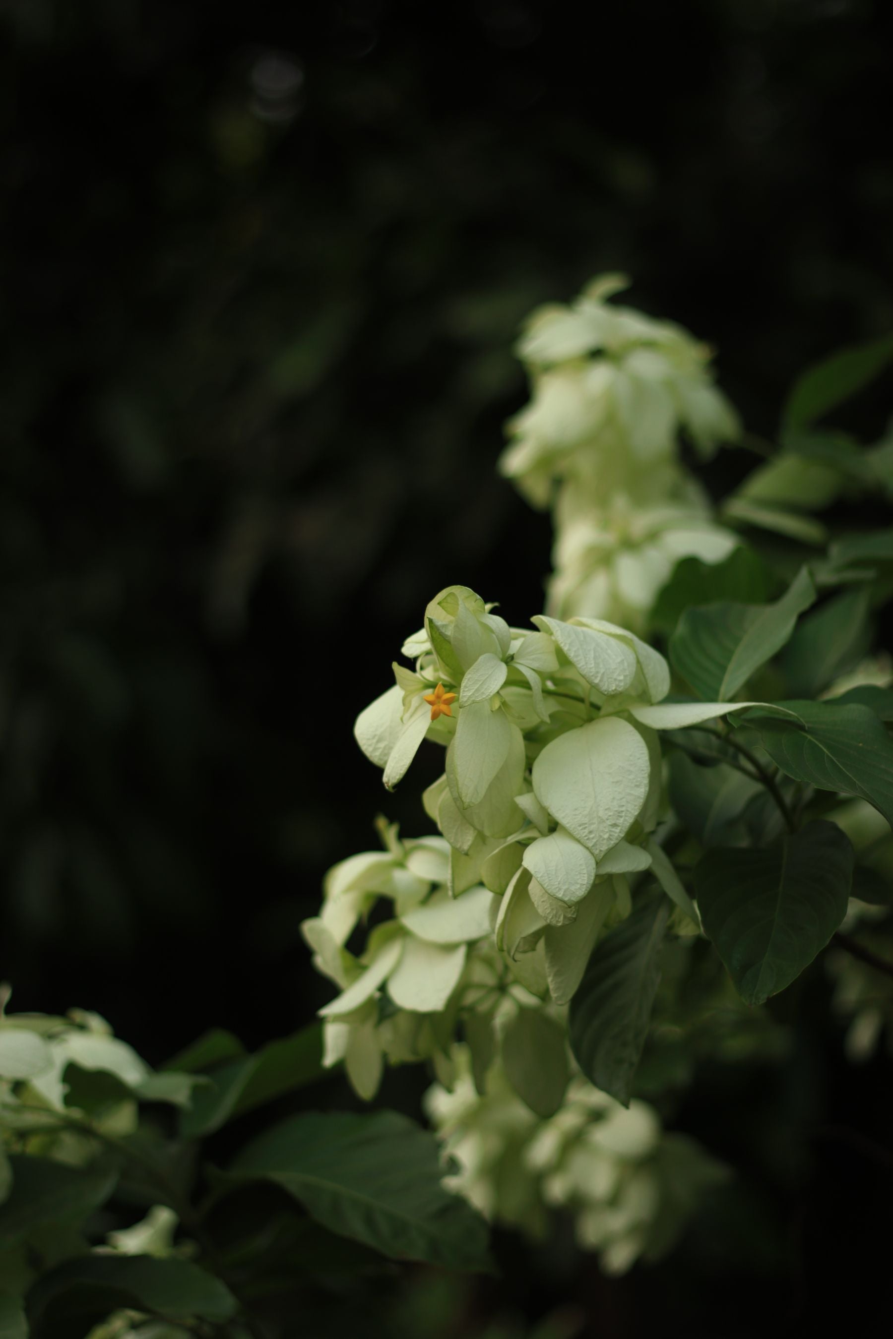 Mussaenda ke bade creamy-white bracts, beech mein chhota orange asli phool