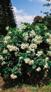 Poori Mussaenda white jhaadi, bahut saare white bracts ke saath