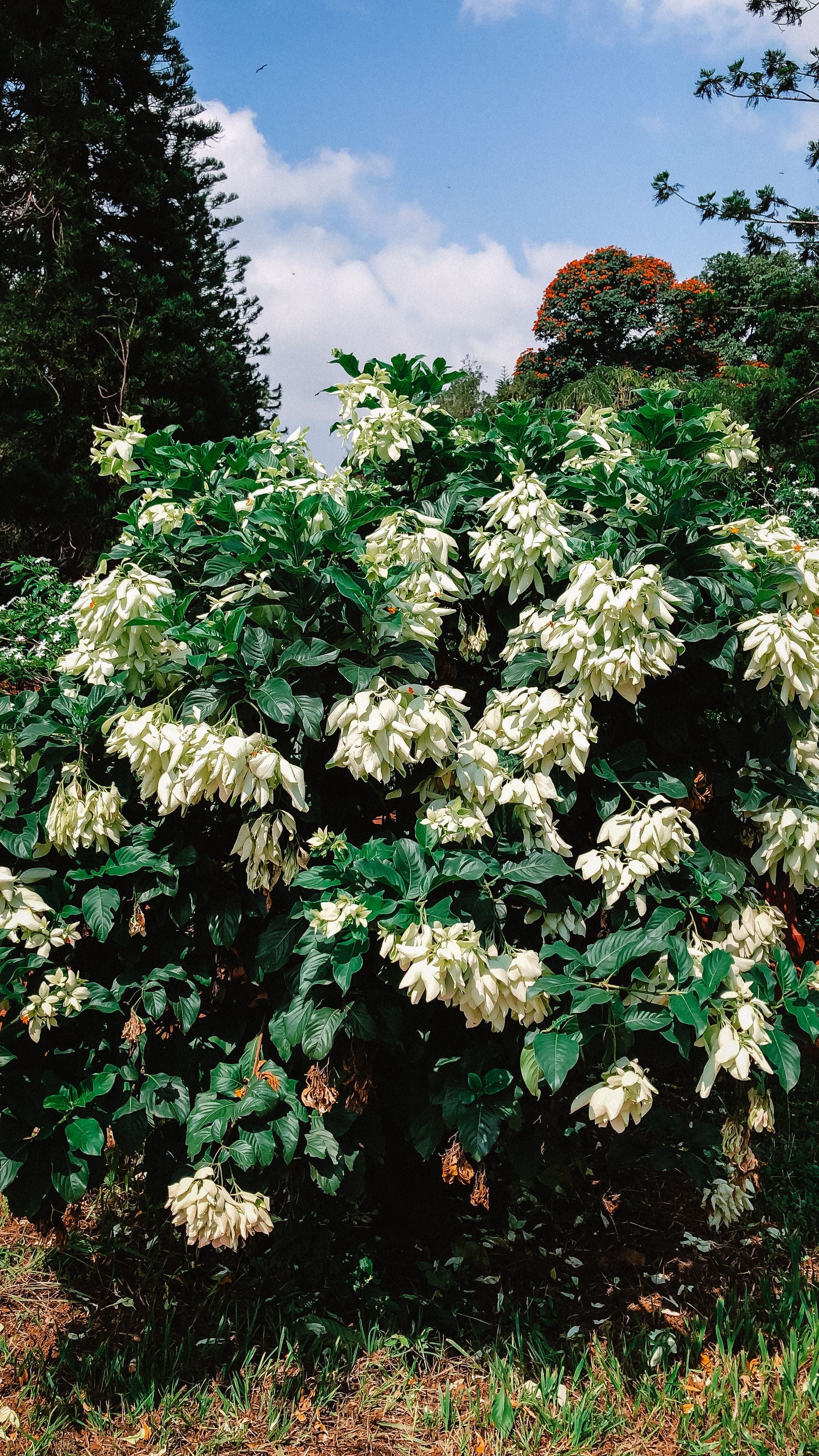 Poori Mussaenda white jhaadi, bahut saare white bracts ke saath