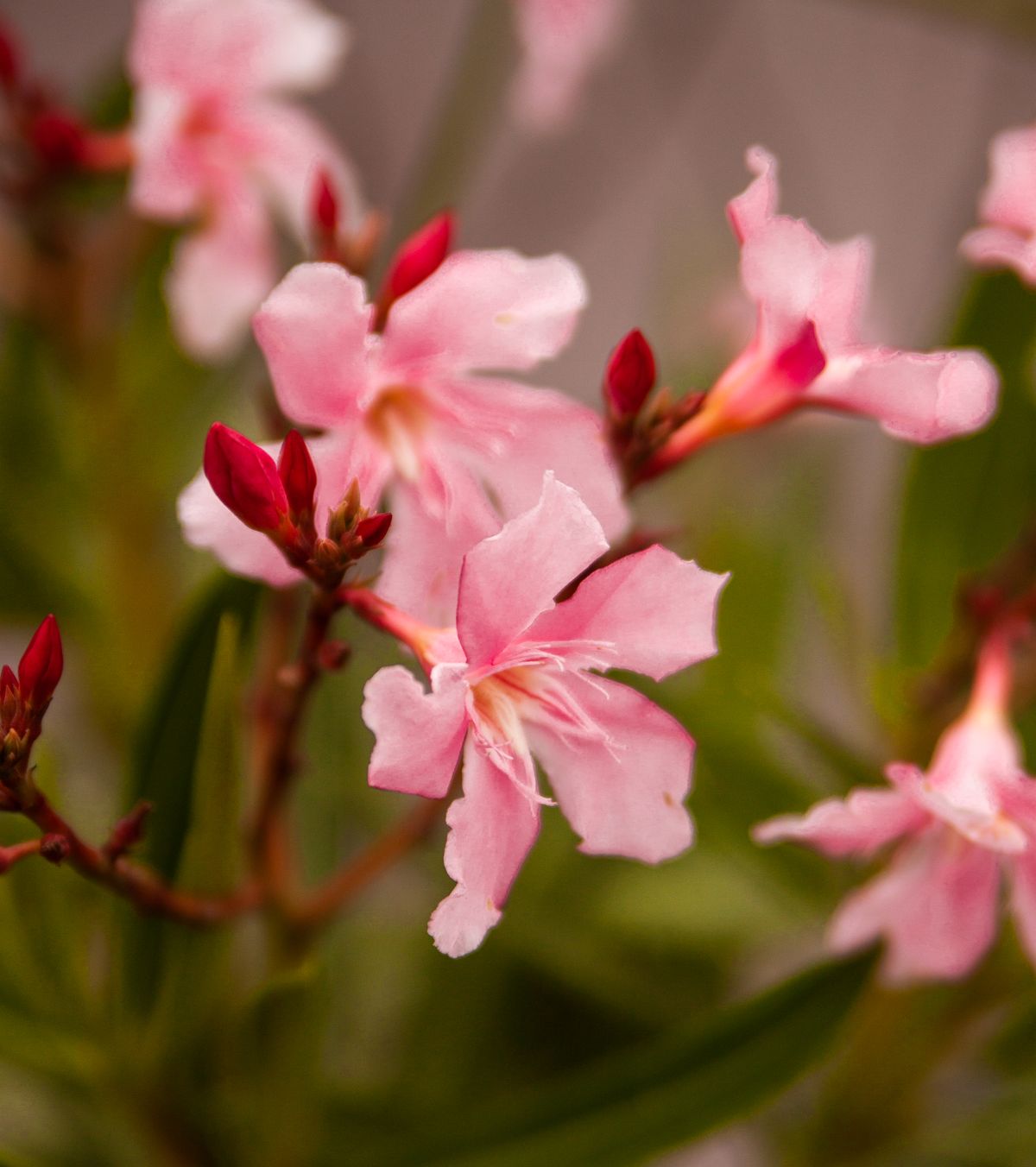Nerium (kaner) ke halke pink single phool, laal kaliyon ke saath shaakha par