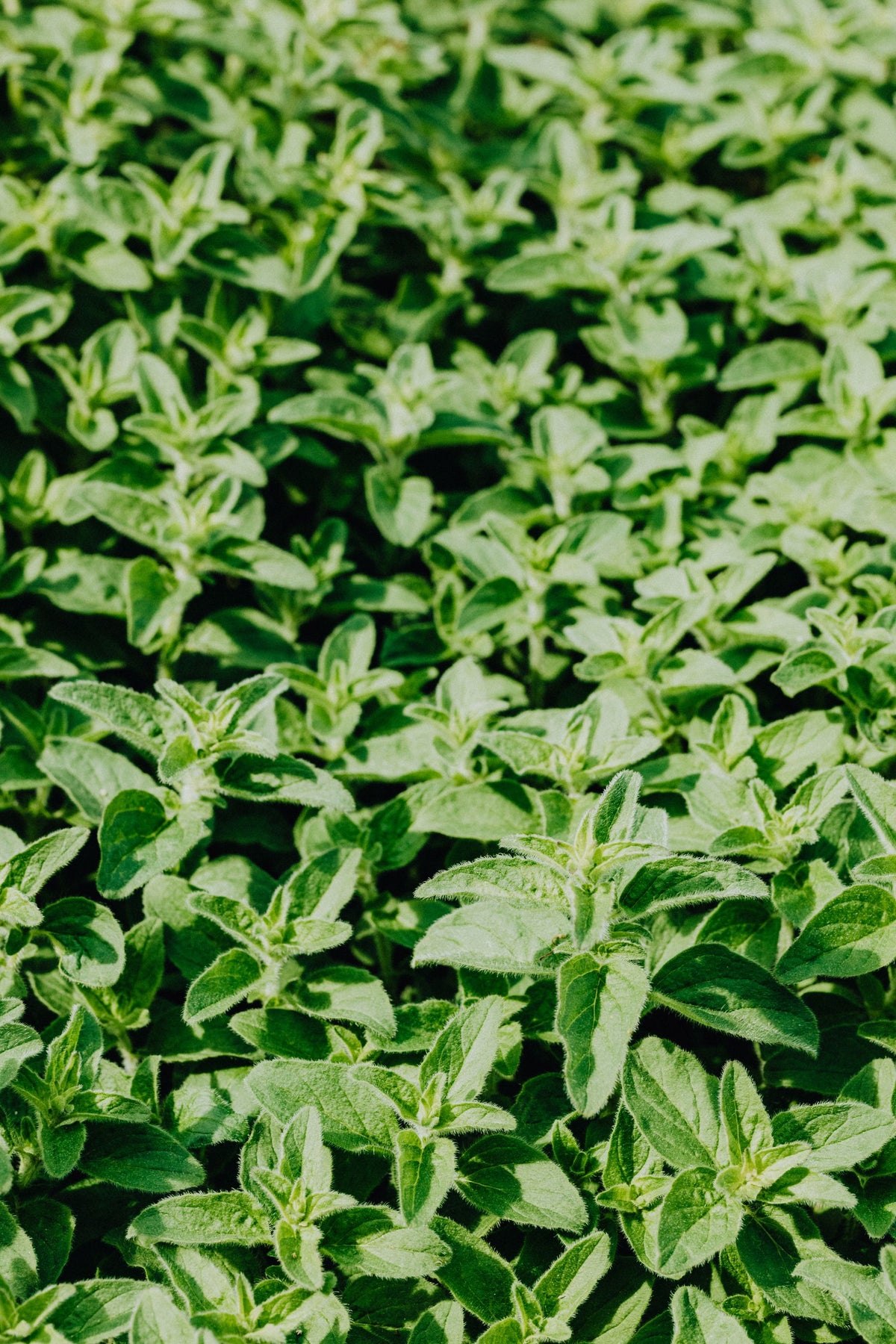 Oregano ke ghane hare patton wala paudha, close-up