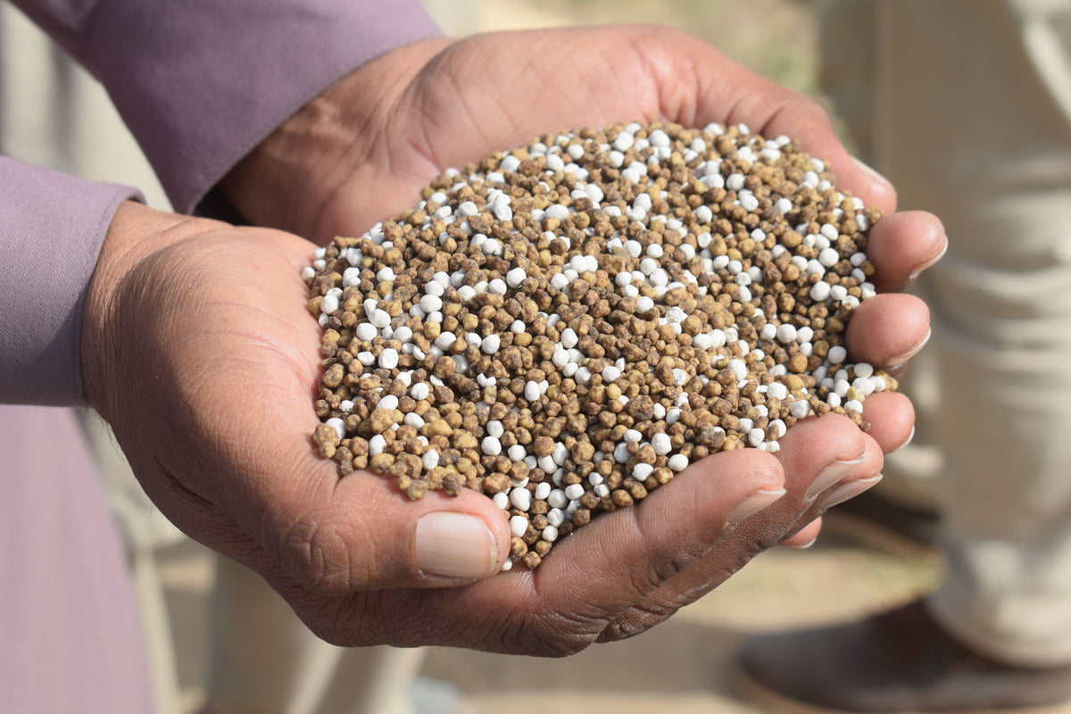 Hands holding a pile of brown and white granular fertilizer