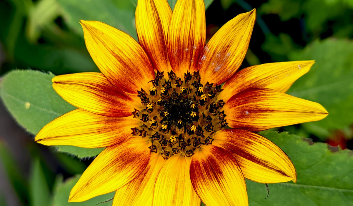 Khila hua ornamental sunflower phool — yellow petals ke saath maroon center