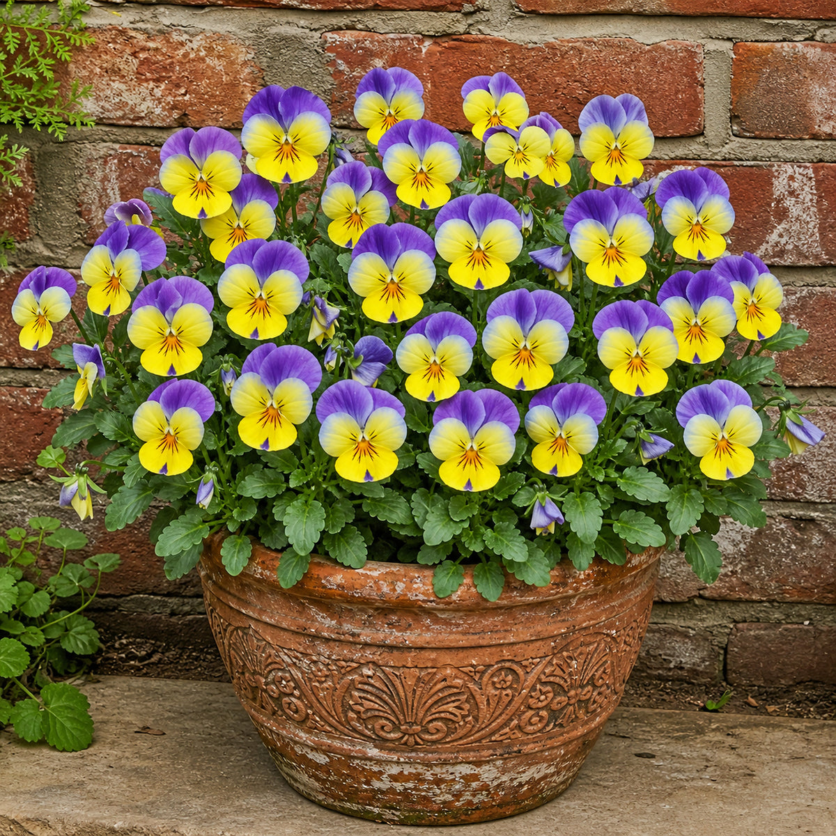 Bright Pansy F1 Aqua Lemon plant with over twenty lemon-yellow and violet-wing flowers in a weathered decorative clay pot against an Indian brick wall