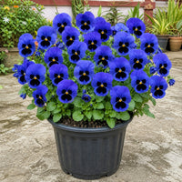 Bright Pansy Swiss Giant Violet Blue plant with over twenty flowers in a black plastic pot in an Indian garden