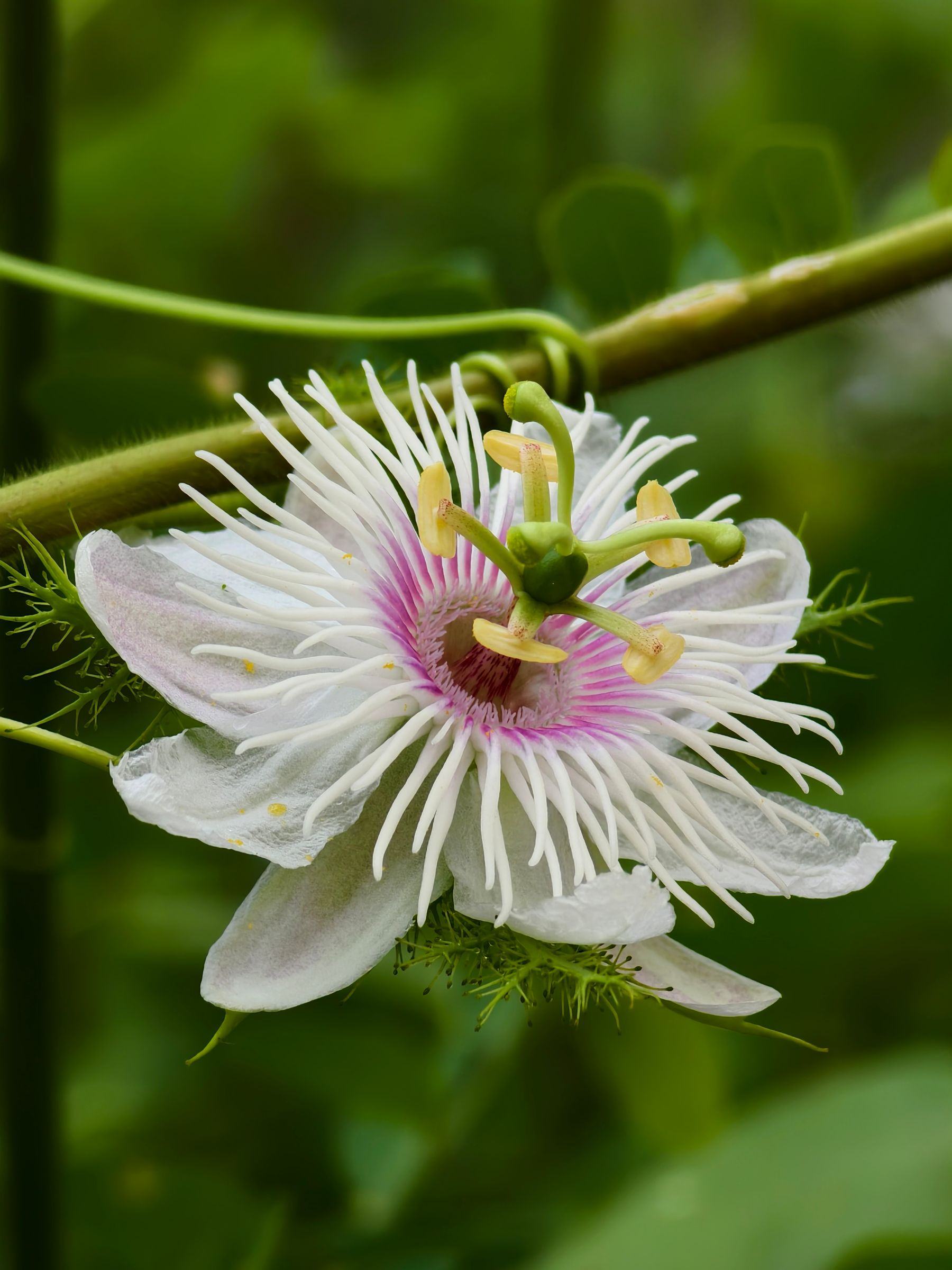 Passion flower jiske white petals aur pink-purple fringed corona hai, vine ke saath close-up