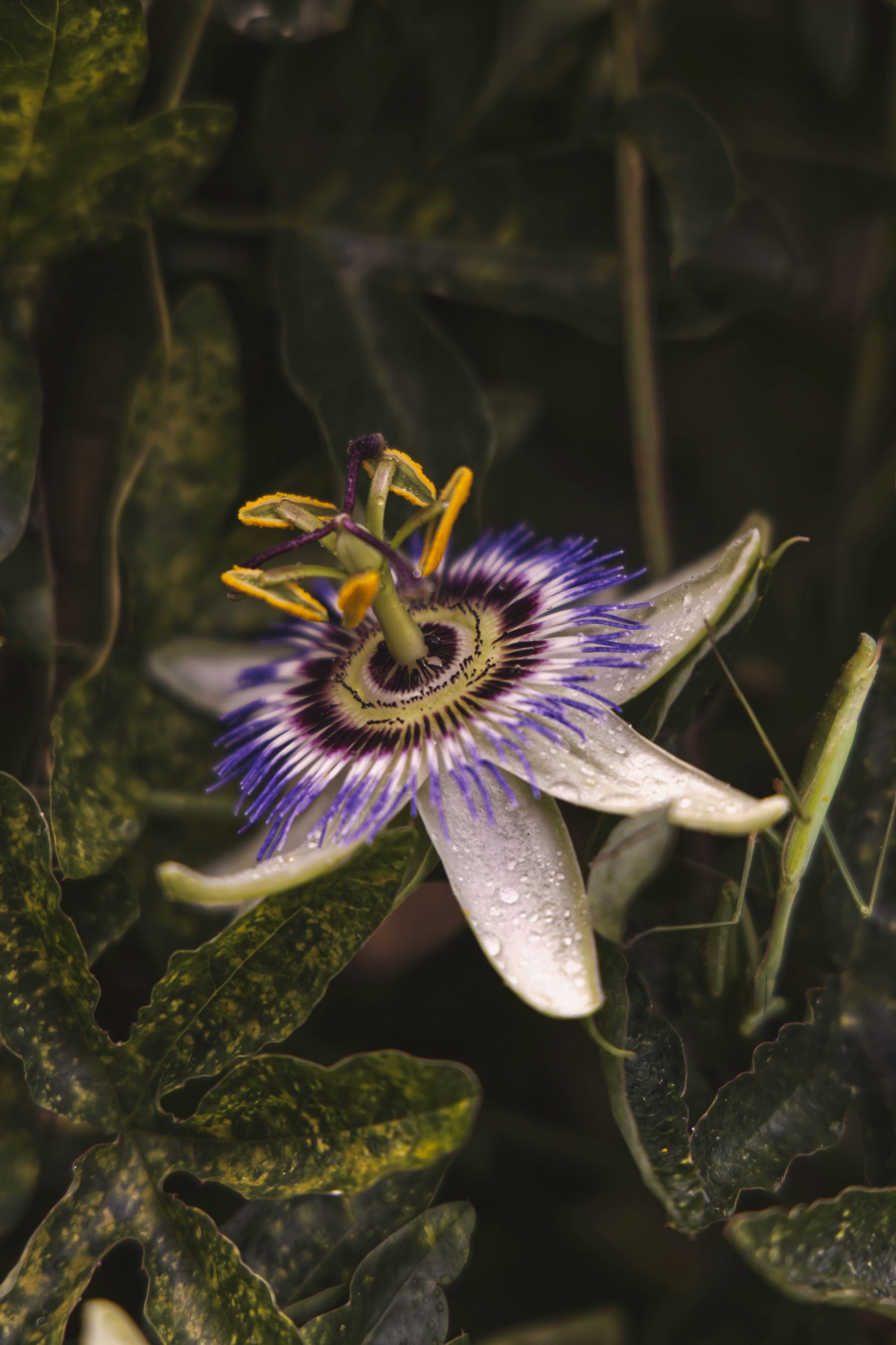 Passiflora caerulea phool — safed petals aur blue-purple filament corona, close-up