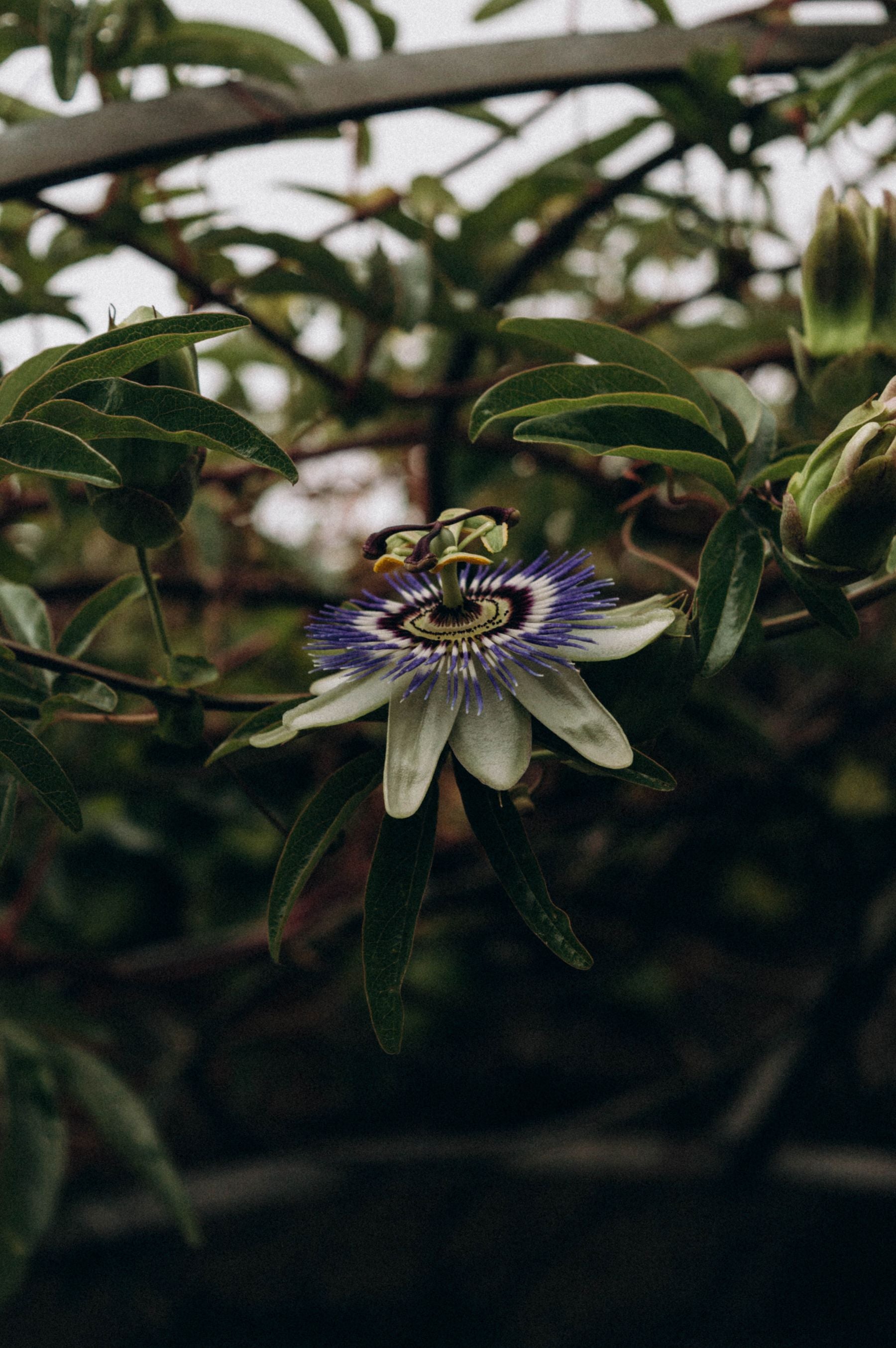 Blue passion flower vine par khila hua phool, white petals blue-purple corona ke saath, leaves ke beech