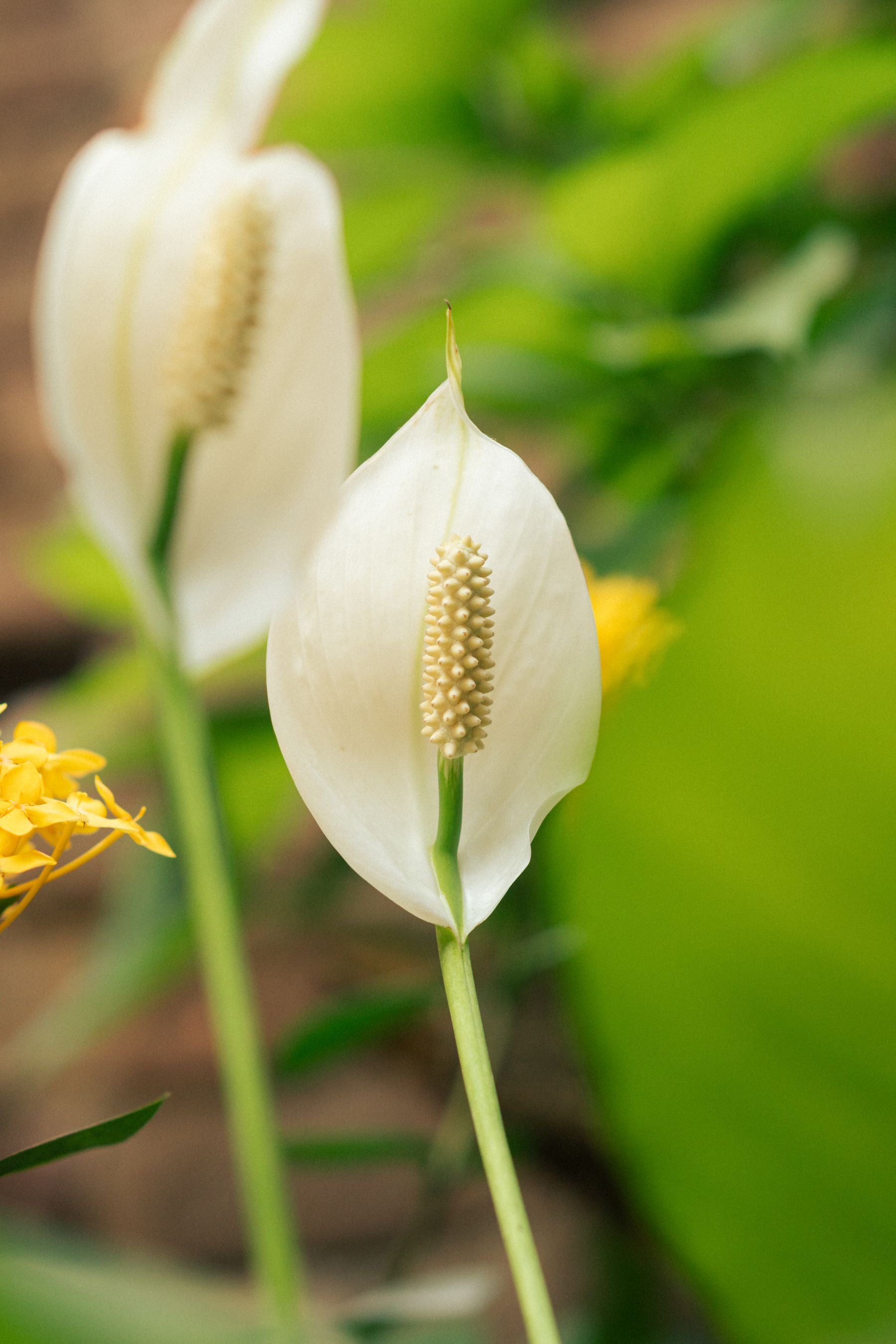 Do Peace Lily (Spathiphyllum) phool, white spathe aur cream spadix ke saath, hare background me