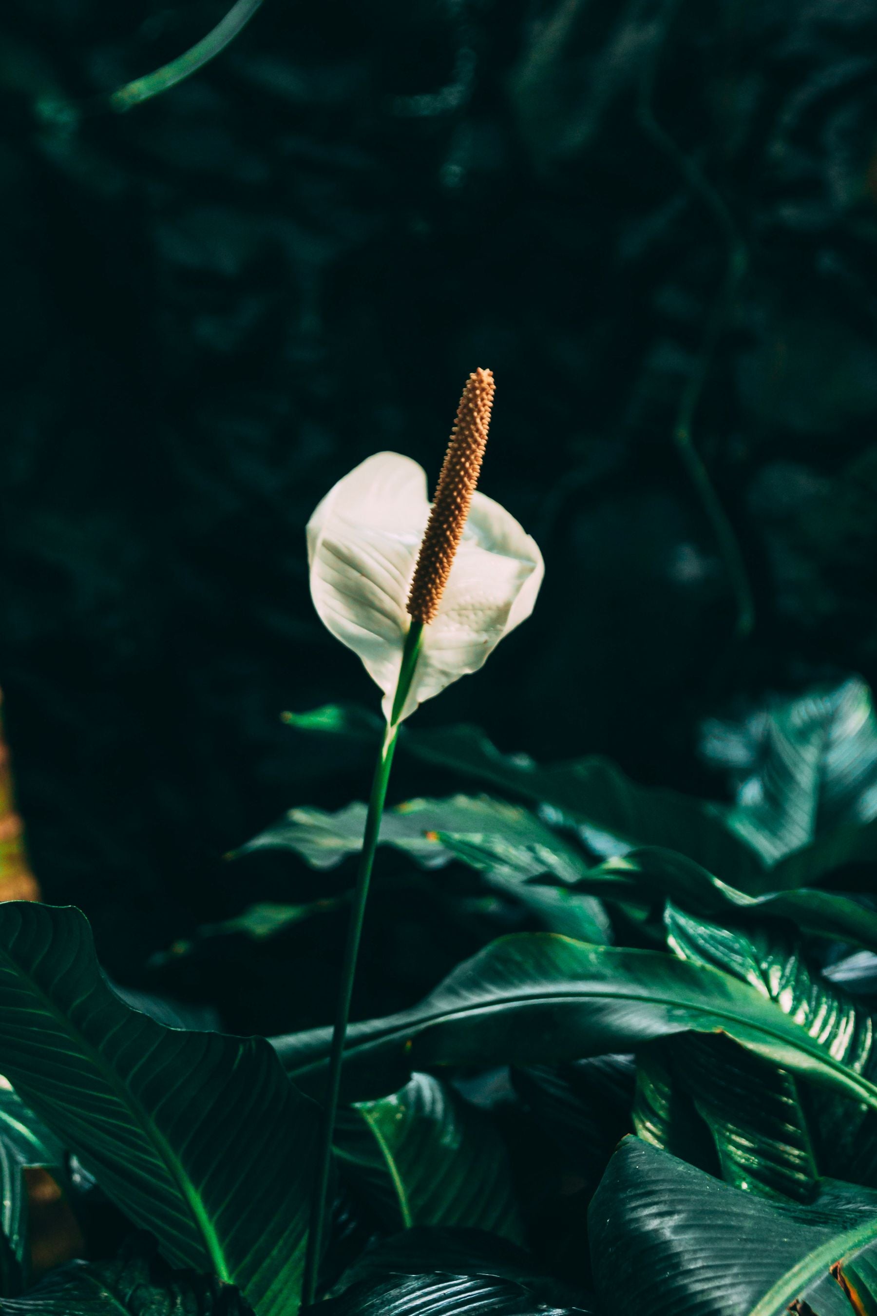 Ek white Peace Lily phool dark green leaves ke upar khada hua, cream spadix clearly dikh raha hai