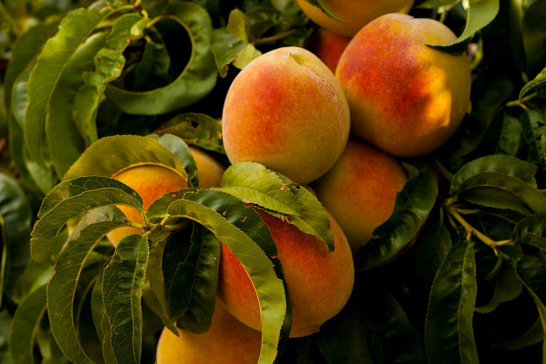 Peach ke ped par lage hue pakke laal-orange rangdaar aadu, hari pattiyon ke beech