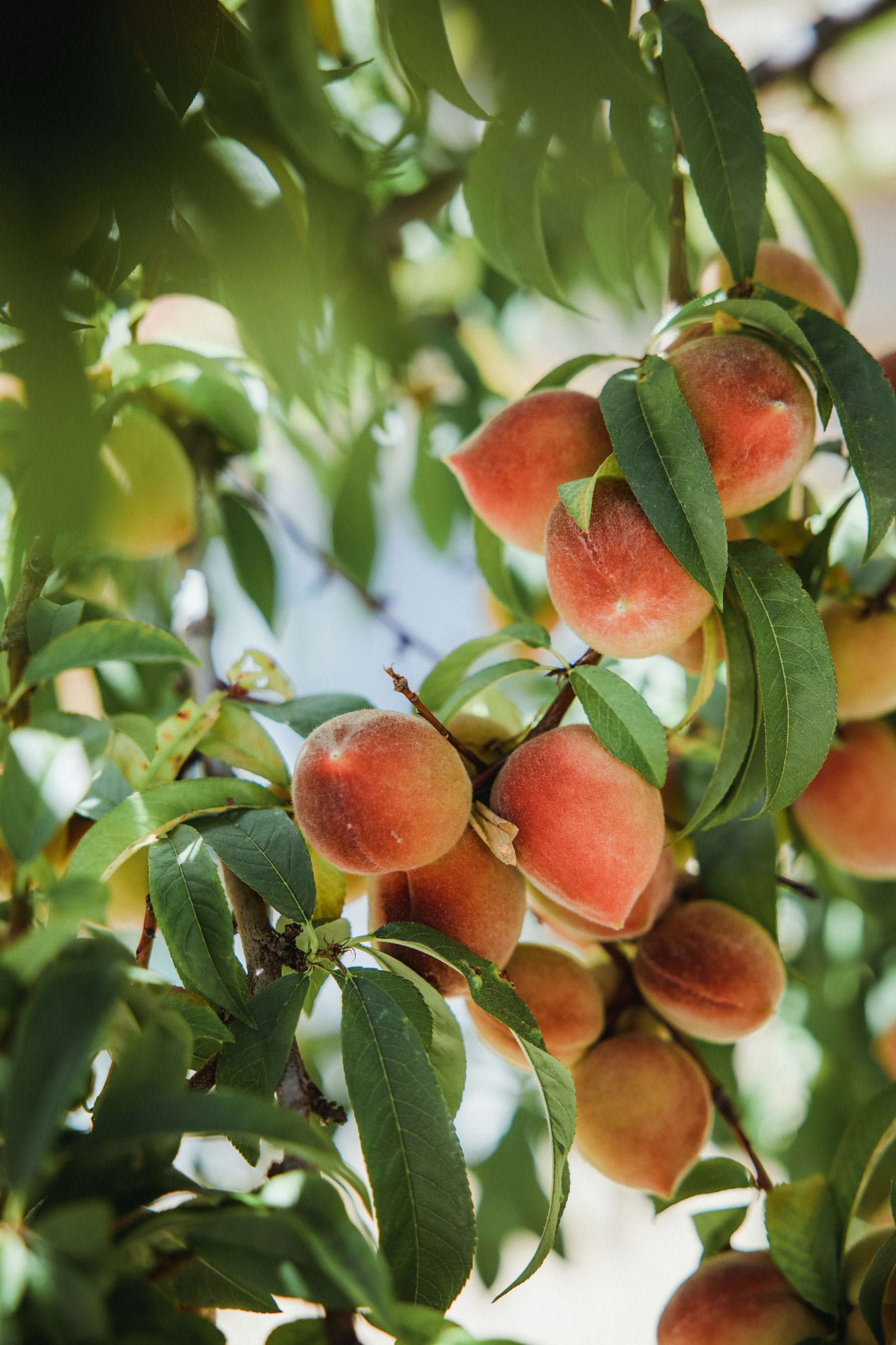 Peach tree par latke hue kai pakke aadu (peaches), sunlight me chamakte hue