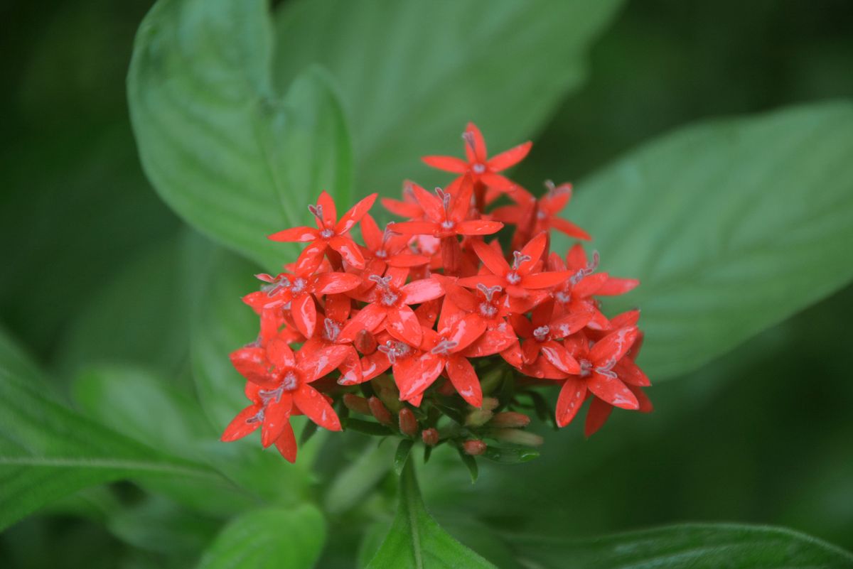 Pentas Red ke tez laal star-shape phoolon ka gucha hari pattiyon ke beech