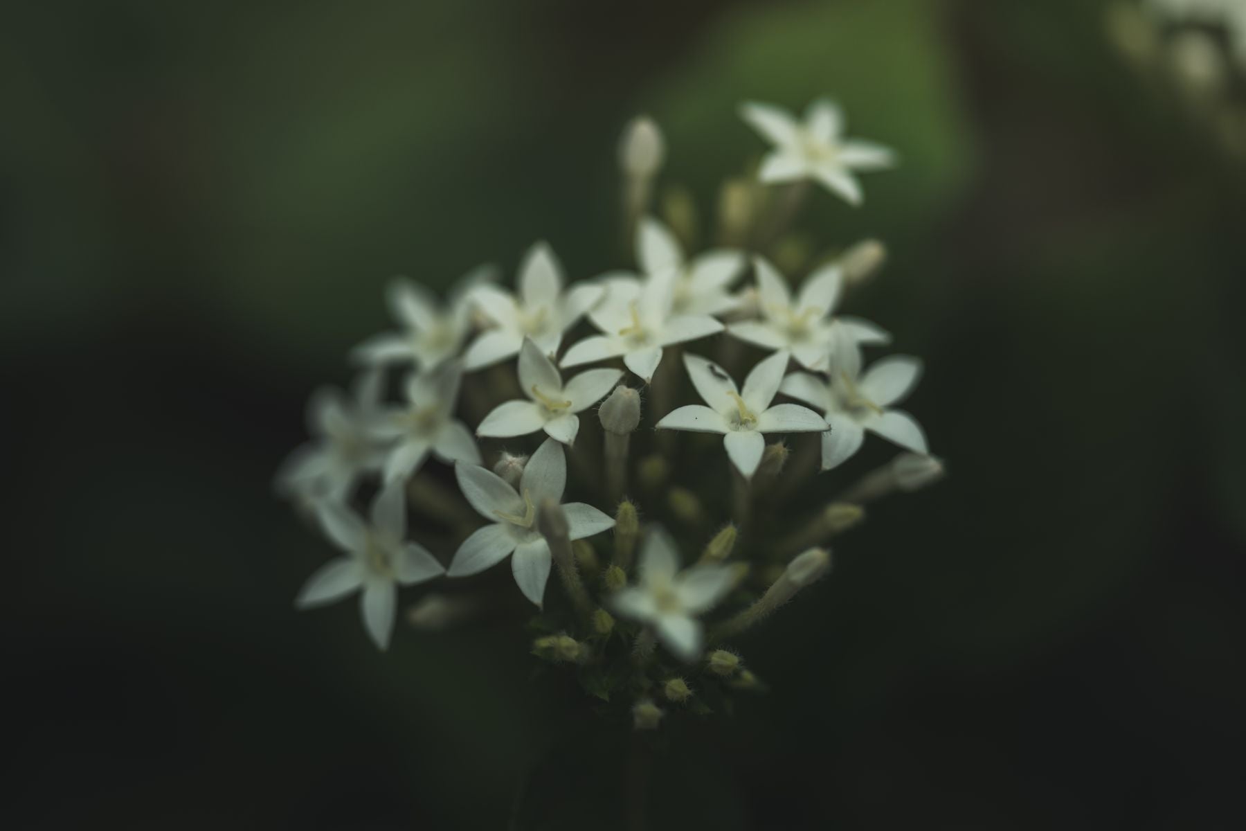 Pentas ke safed star-shaped phoolon ka gutchha hara background ke saath