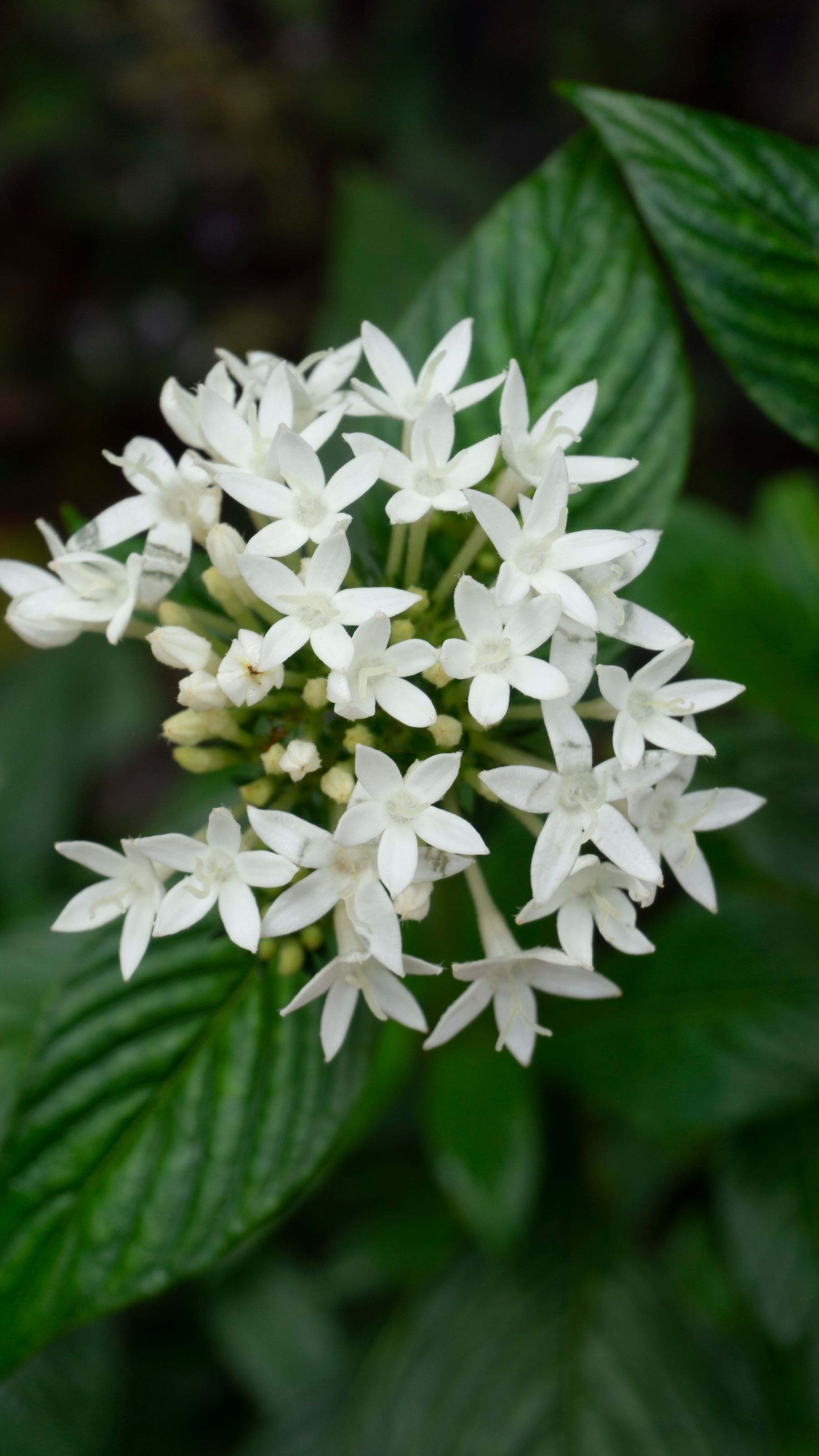 Pentas white star cluster phool paas se, hari pattiyon ke beech