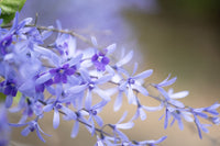 Petrea volubilis ke violet star-shaped phool cluster mein latakte hue