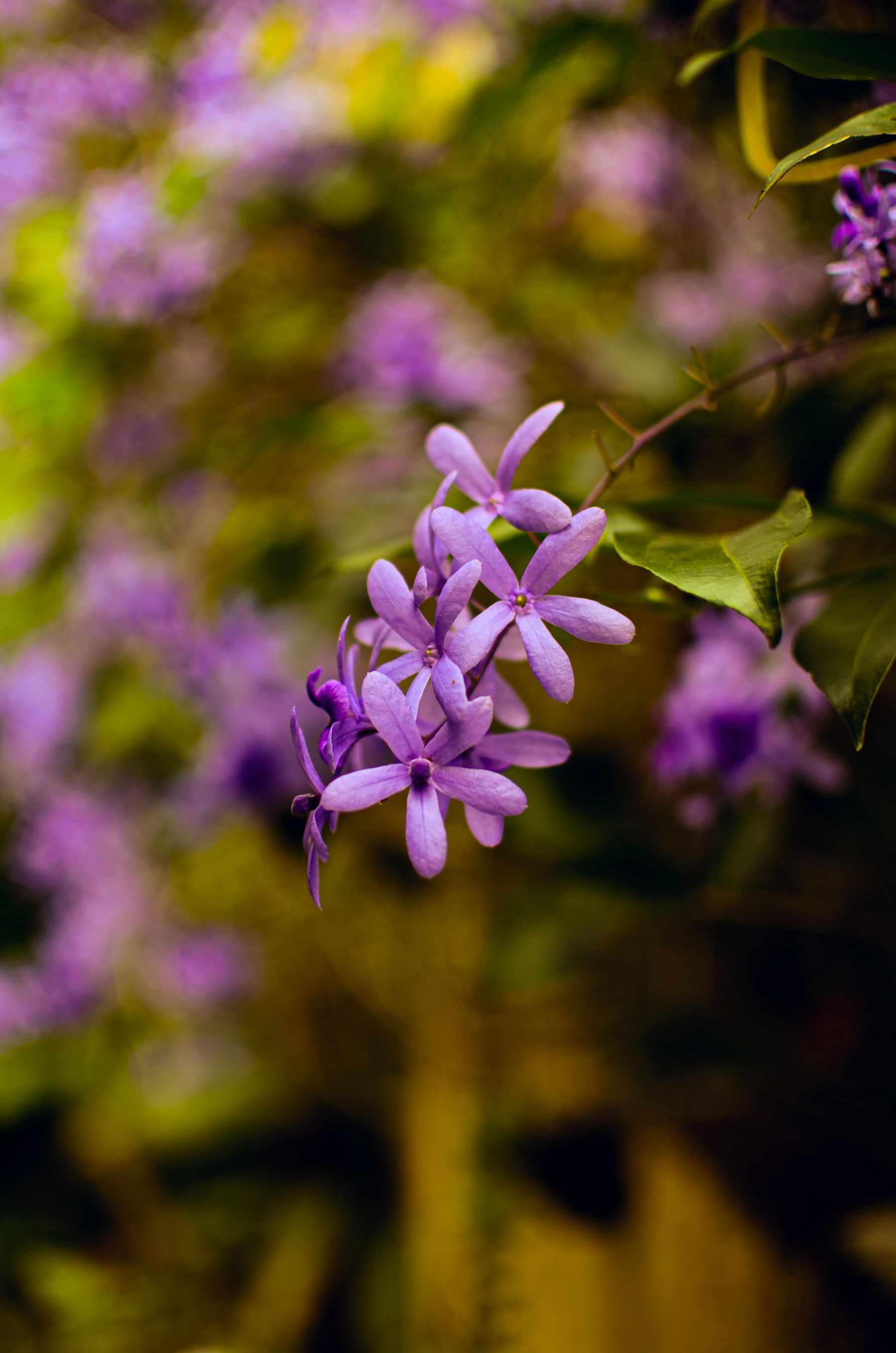Purple wreath vine ka close-up, lilac phool patti ke saath
