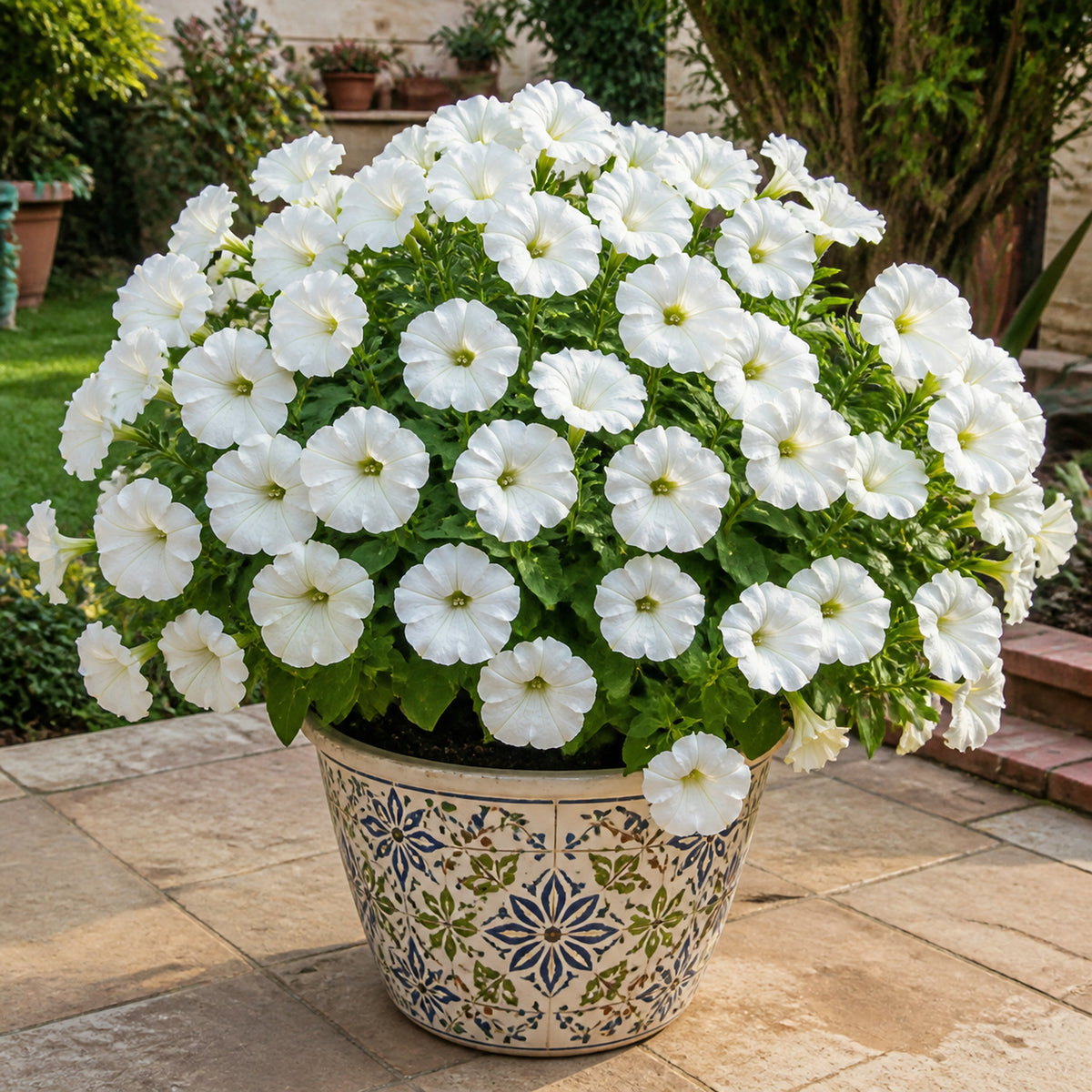Petunia Grandiflora White Color Flower Seeds in a printed decorative pot in an Indian garden