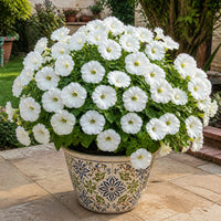 Petunia Grandiflora White Color Flower Seeds in a printed decorative pot in an Indian garden