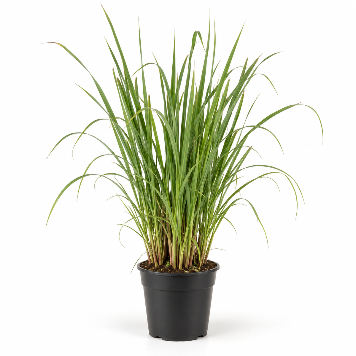 Citronella grass plant in black nursery pot – PlantsGram