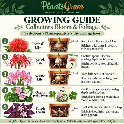 Collectors Bloom and Foliage growing guide with separate guidance for Football Lily, Lycoris, Nerine, Oxalis Pink or White and Purple Oxalis