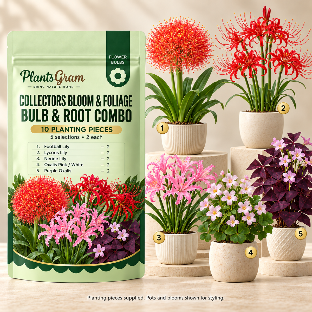 PlantsGram Collectors Bloom and Foliage mockup with Football Lily, Lycoris, Nerine and two Oxalis selections in five illustrative premium pots