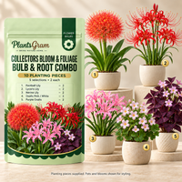 PlantsGram Collectors Bloom and Foliage mockup with Football Lily, Lycoris, Nerine and two Oxalis selections in five illustrative premium pots