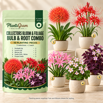 PlantsGram Collectors Bloom and Foliage mockup with Football Lily, Lycoris, Nerine and two Oxalis selections in five illustrative premium pots