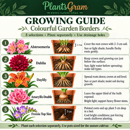 Growing guide for the PlantsGram Colourful Garden Borders combo with Alstroemeria roots, Dahlia tubers, Daylily crown, double Amaryllis bulb and Freesia corm