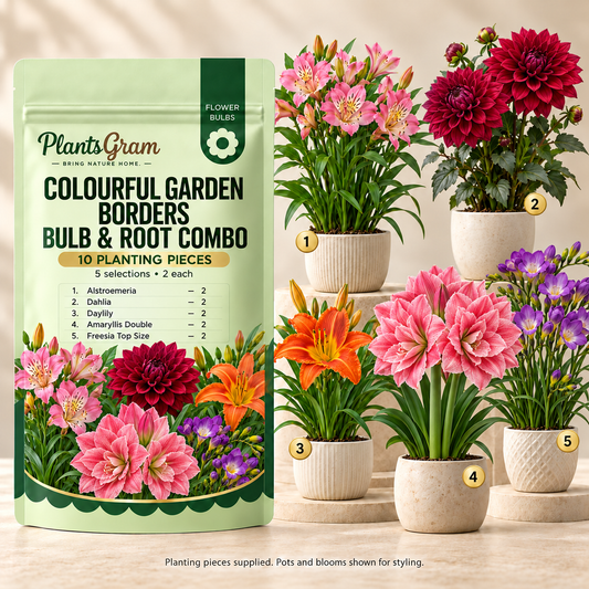 PlantsGram Colourful Garden Borders 10-piece combo mockup with separate pots illustrating Alstroemeria, Dahlia, Daylily, double Amaryllis and Freesia