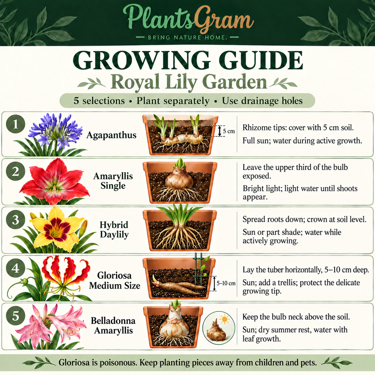 Royal Lily Garden care guide showing Agapanthus, Amaryllis Single, Hybrid Daylily crowns, horizontally planted Gloriosa Medium Size tubers and Belladonna